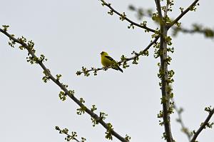 003 Finch, American Goldfinch, 2023-05048719 Tower Hill Botanic Garden, MA